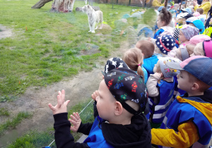 Dzieci obserwują karmienie tygrysów białych
